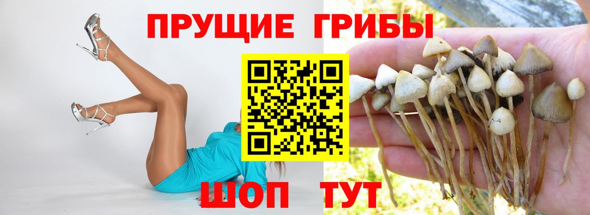 Спасск-Дальний  Псилоцибиновые грибы мицелий  Вход с VPN  Псилоцибиновые грибы Psilocybine cubensis 